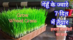 how to grow wheatgr at home in hindi