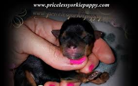 Yorkshire terrier puppies for adoption. Yorkie Puppies For Sale Adoption By Priceless Yorkie Puppy In Jackson Mi Alignable