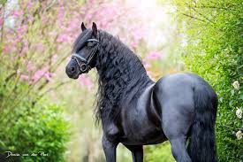 Friesian Horses for Sale - Friesian Horse Stables