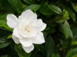 Tips For When And How To Prune A Gardenia