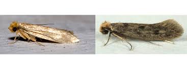 clothes moths identification guide