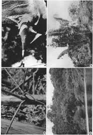 Systematics of the Guadua angustifolia Complex (Poaceae ...