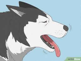 how to recognize a dying dog 11 signs