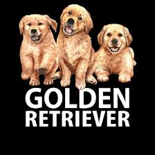 golden retriever puppy dog gift idea