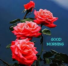 good morning rose flower hd wallpapers