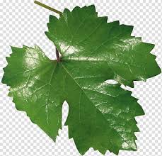 Common Grape Vine Leaf Grape Leaves Leaf Transparent