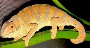 female panther chameleon color cb