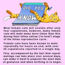 The Cat Gestation Period How Long Are Cats Pregnant For