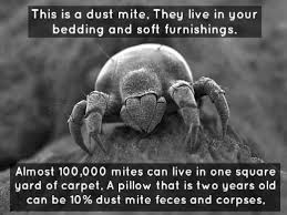 dust mites dander dead skin cells