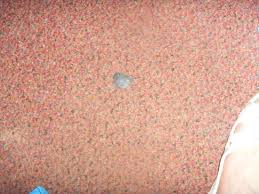 old chewing gum on carpet picture of