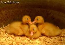 will-ducks-return-to-coop-at-night