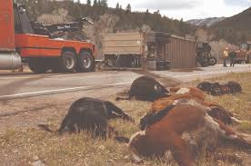 Tow truck driver killed colorado springs. Truck Wreck Spills Cattle Onto Highway 133 Postindependent Com
