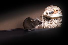 Mice In Basement Insulation Mouse Control