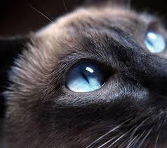 Black Cat Blue Eyes Wallpaper