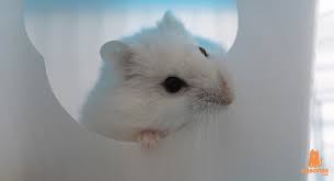 De animales fotos de animales bebe imagenes de animales tiernos. Nombres Para Hamsters De Lo Mas Originales Mascotasymas
