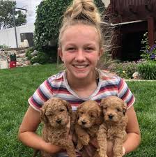 Why buy a goldendoodle puppy for sale if you can adopt and save a life? Mini Goldendoodle Puppies For Sale In Mini Golden Doodle Puppies For Sale And Adoption Facebook