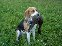Beagle kostenlos inserieren und günstige angebote finden. Rasse Des Monats Beagle Vdh De