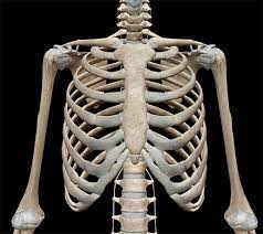 Rib cages are corpse parts that are used to obtain the base forms of part 7 stands. 3d Skeletal System 7 Interesting Facts About The Thoracic Cage