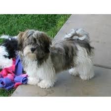 The havanese puppy breeding program at heaven sent. 15 Pictures About Yorkipoo Puppies Pets Lovers