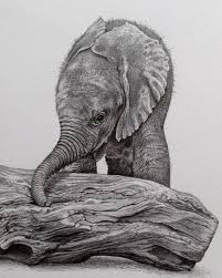 This animal drawing is amongst the simple pencil drawings of animals.if you are a beginner then you can draw it starting from the head and then draw further other parts of the body. 85 Simple And Easy Pencil Drawings Of Animals For Every Beginner