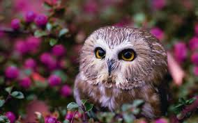 If you're looking for the best owl backgrounds then wallpapertag is the place to be. Spring Owl Wallpapers Top Free Spring Owl Backgrounds Wallpaperaccess