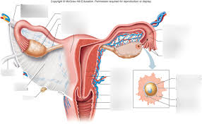 Male and female intestinal health concept. Female Internal Accessory Reproductive Organs Diagram Quizlet