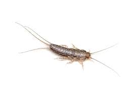 are silverfish so common in texas homes