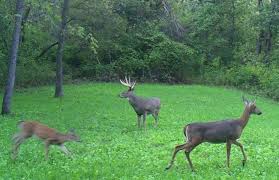 3 Critical Moon Phase Tips For Deer Hunting Whitetail