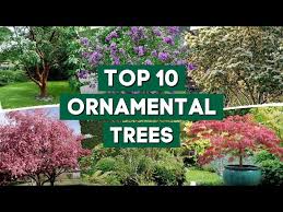 10 Most Popular Ornamental Trees For