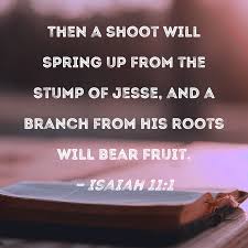 isaiah 11 1 then a shoot will spring up
