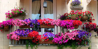 50 best balcony garden ideas and