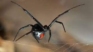 Black widow spiders are found in the warm, dry parts of the world and prefer to spin their webs in dark, sheltered spots close to the ground. Black Widow Spider Facts For Kids Kids Animals Facts