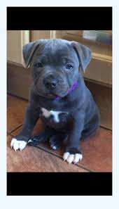 Find staffordshire bull terrier puppies and breeders in your area and helpful staffordshire bull terrier information. Staffordshire Bull Terrier Puppies For Sale Dog Breed