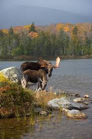 moose in maine where you can find