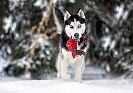 14 best husky toys tested reviewed