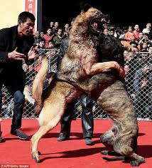 China: cães são forçados a lutar até a morte por “diversão”