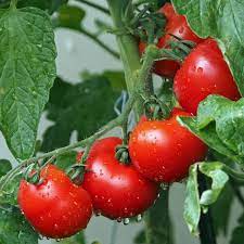best fertilizer for tomatoes at
