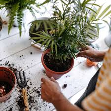 best potting soil for every type of