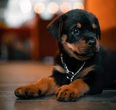 322 41 animals pets dog. The Best Food For Rottweiler Puppy Petsmont