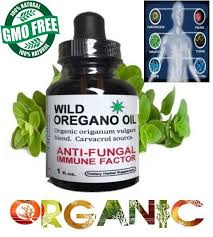 oregano oil organic fights candidiasis