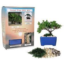 bonsai tree starter kit in gift box