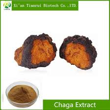 China 100 Natural Organic Chaga Mushroom Extract Powder For