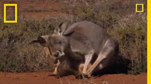 kangaroo birth national geographic