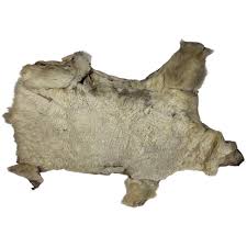 an old polar bear skin rug 183cms 72