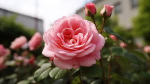 the pink rose has healthy green growth