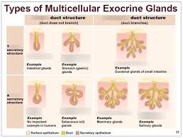 tissues multicellular exocrine glands