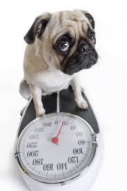How To Determine Your Dogs Ideal Weight Weight Score Chart