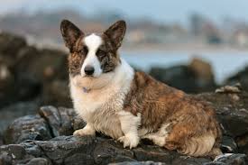 View our wide variety of dogs and puppies for sale at petland dallas, texas pet store! Cardigan Welsh Corgi Puppies For Sale From Reputable Dog Breeders