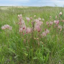 File Prairie Wildflowers 13778809335 Jpg Wikimedia Commons