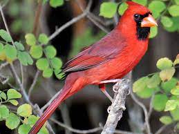 Red Cardinal Wallpapers - Top Free Red ...